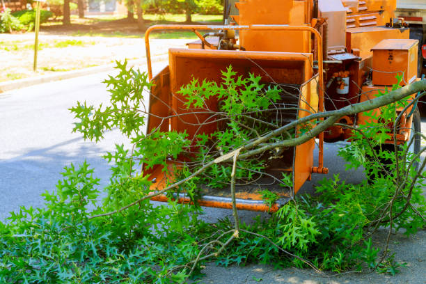 Best Aeration Services  in Arta, CA