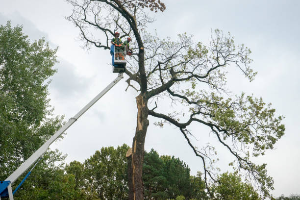 How Our Tree Care Process Works  in  Arcata, CA