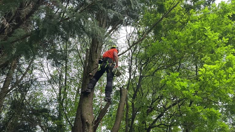 Best Tree Health Inspection  in Arta, CA