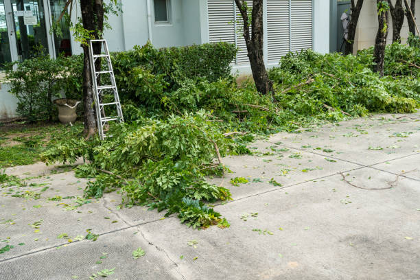 Best Fruit Tree Pruning  in Arta, CA