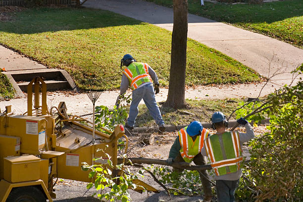 Professional Tree Services in Arcata, CA
