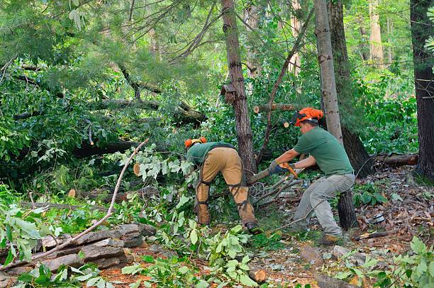Best Tree Maintenance Programs  in Arta, CA