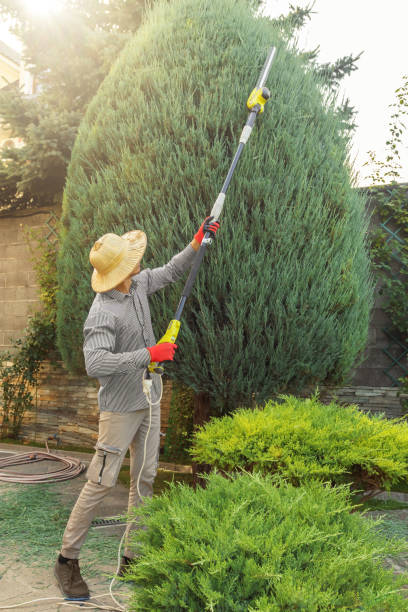 Best Hazardous Tree Removal  in Arta, CA