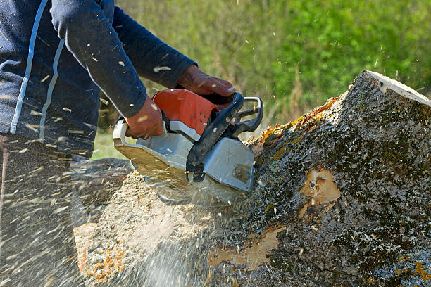 Best Tree Cabling and Bracing  in Arta, CA